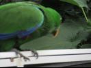 Parrot in Butterfly house