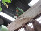 Parrot in Butterfly house