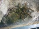 Very large spider