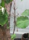 Walking Stick