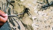 Tarantula we saw at Mesa Verde