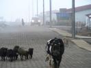 local traffic