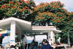 Tree outside Panajachel