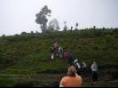 Going off to plant trees