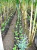 Small coffee plants at the Coffee Plantation
