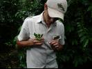 Explanation of grafting coffee plants