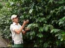 Explaining how coffee grows
