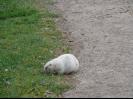 Rare White Prairie Dog
