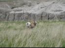 Big horn sheep