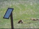 Prairie Dog family near  Devil's Tower