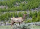 Elk