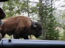 Out the car window