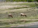Elk