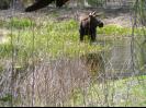 Moose