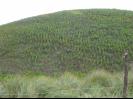 A hard corn field to hoe