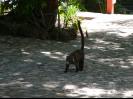 Animals of the Jungle