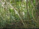 Jungle