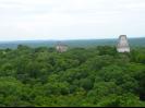 Across the canopy