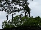 Nests