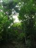 Zipping through the jungle canopy