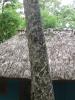 Chewing gum tree - slashed with a mechete to extract gum