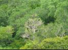 Monkeys in a tree