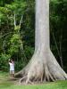 Base of an amazing tree