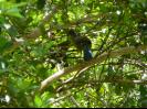 Local Bird