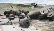 Petrified Wood from the Petrified Forest