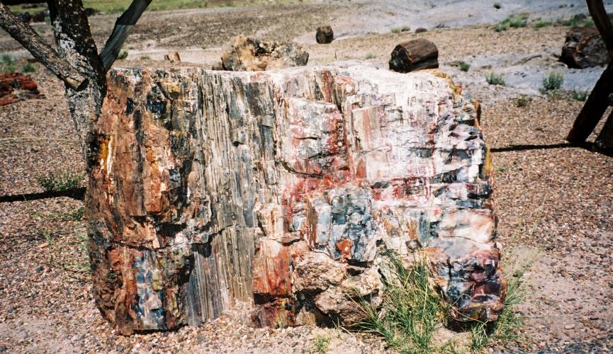 Close up of a piece of petrified wood