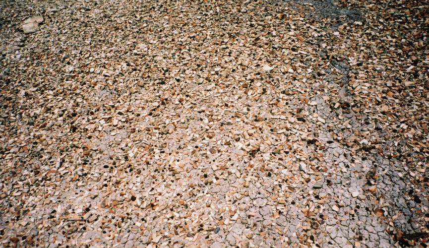 Ground covered with splinters of petrified wood