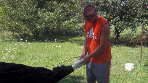 Ryan loved feeding the calf.