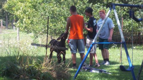 Baby calf trying to tell Ryan that he needed to eat.