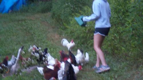 Taylor feeding chickens.