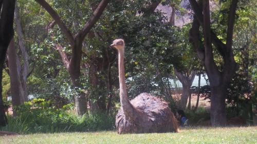 Ostrich at the Zoo