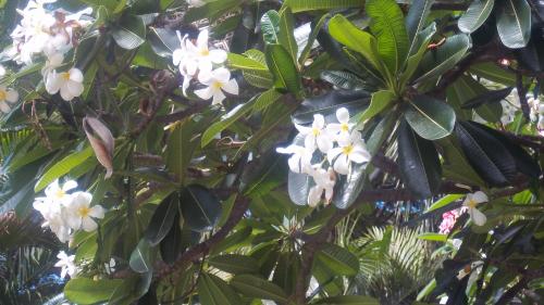 Beautiful trees in Honolulu
