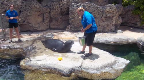 Endangered seal at the zoo