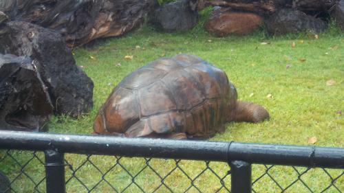 Large turtle at zoo