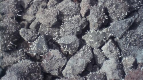 Rocks along the road with crystals growing on them