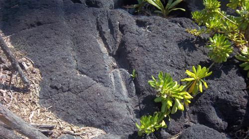 The imprint of a log covered with lava