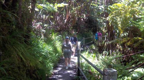 Walking through jungle to get to the Lava Tube