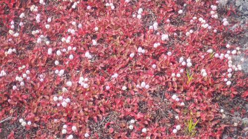 Flowers growing on the rocks on the side of the road