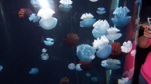 Jellies