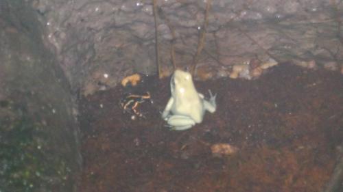 Poison frog