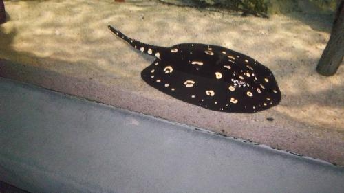Skate