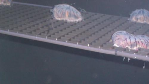 Jellies
