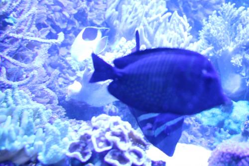 aquarium