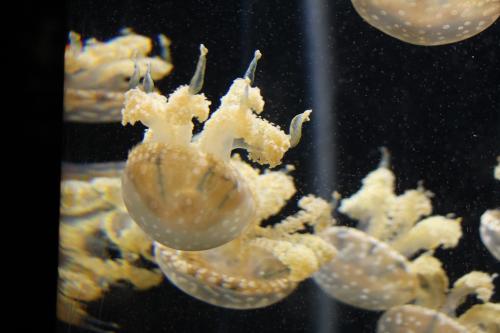 jellies