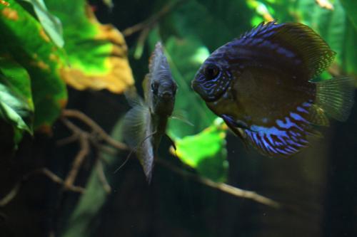 aquarium