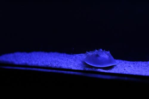 aquarium